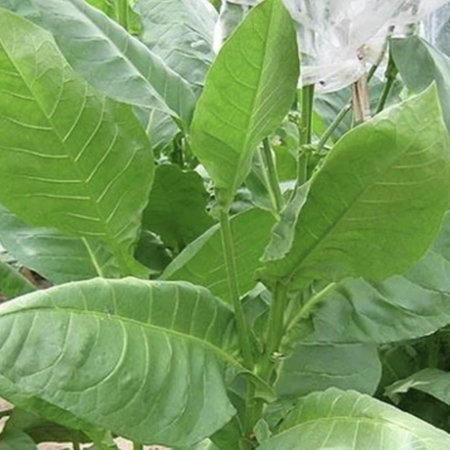 American 572, Tobacco Seed - Packet image number null